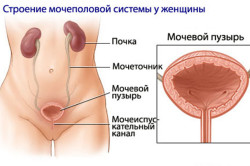 Строение мочеполовой системы у женщины Строение мочеполовой системы у женщины