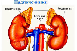 Компенсация гормонов надпочечниками