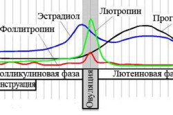 Менструальный цикл (схема) Менструальный цикл (схема)