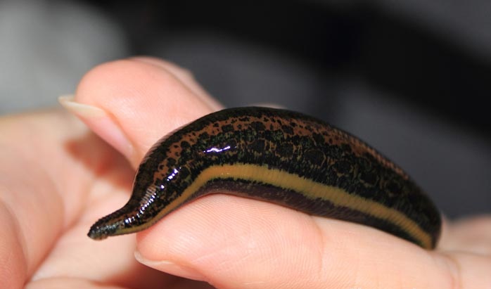 Как помогает гирудотерапия при бесплодии
