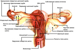 Строение матки