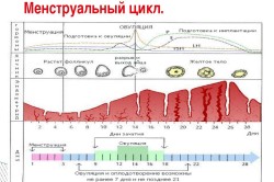 Фазы менструального цикла