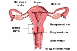Строение матки