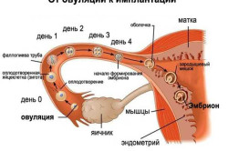 Схема зачатия