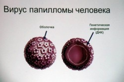 Строение вируса папилломы человека